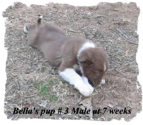 ABCA Red and White male Border Collie out of working stock